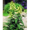 Digitalis grandiflora