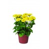 Leonardo compact yellow