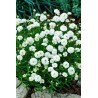 Noblessa white