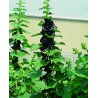 Alcea rosea "Var Nigra"