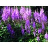 Astilbe chinensis