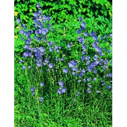 Grandiflora blue