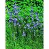 Grandiflora blue