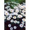 Chrysanthemum maximum