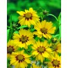 Coreopsis lanceolata
