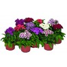 Dianthus "Barbarini"