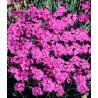 Dianthus gratianapolitanus