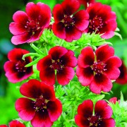 Monarch's velvet