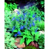 Patio deep blue