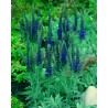Veronica incana