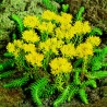 Sedum reflexum