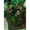 Sedum album