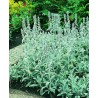 Stachys lanata