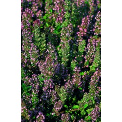 Thymus citriodorus