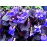 Viola labradorica