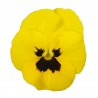 Yellow blotch
