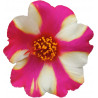 Purple Star GP
