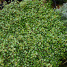 Muehlenbeckia