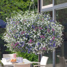 Lobelia Mix