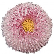 Rose bicolor