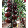 Cherry Nero f1 (Luther)