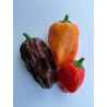 Tris Habanero