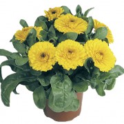 Giallo