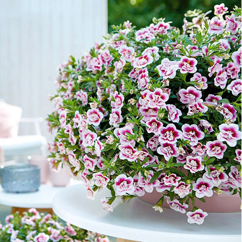 Bouquet Pink