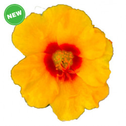 Apricot With Ring GP