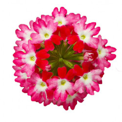 Bicolor Cherry Red