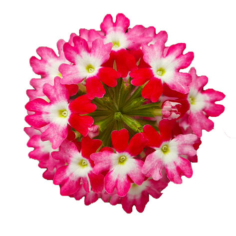 Bicolor Cherry Red