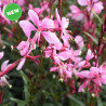 Compact Pink