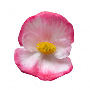 Rose Bicolor