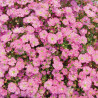 Deep Rose