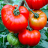 Marmande Veronica F1
