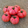 Buffalo Pink f1 (Rosalinda)