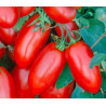  Tipo SAN MARZANO resistente peronospora H1538