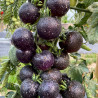 Black Cocktail