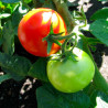 Pomodoro Big League