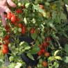 Crazy cherry F1
