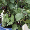 Jackpot aubergine