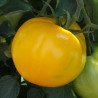Tipo tondo giallo
