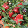 Redskin pepper