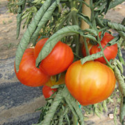 Ox-heart tomato