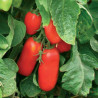 San Marzano