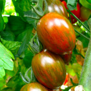 Striped Cherry Tomatoes