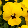Yellow blotch xl