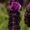 Deep rose