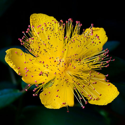 Rose von sharon Yellow