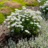 Iberis snowflake